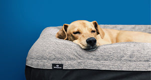 Dog Bed
